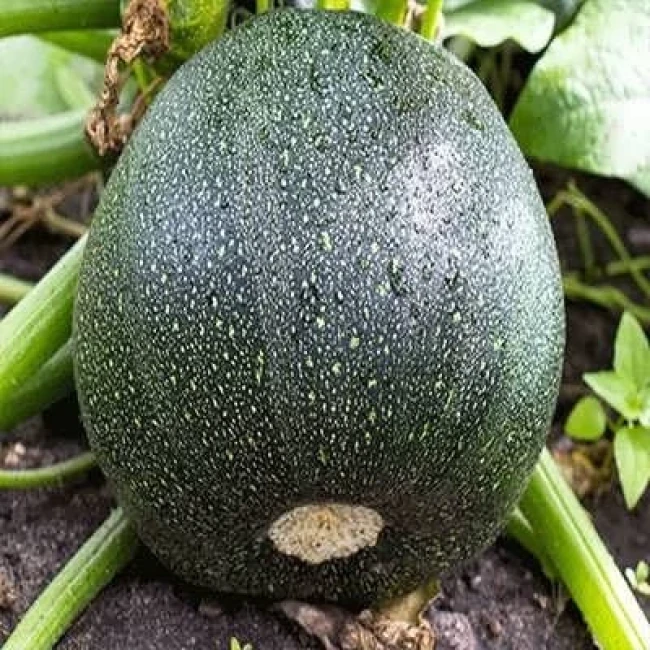 بذر کدو خورشتی گرد سبز 10 عددی