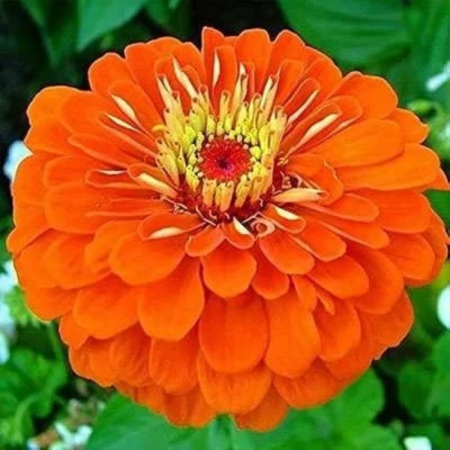 بذر گل رعنا زیبا پاکوتاه گل درشت نارنجی (گلدانی) 1 گرمی