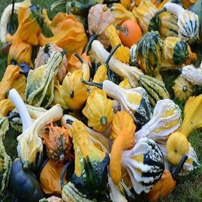 بذر کدو خورشتی میکس 8 عددی