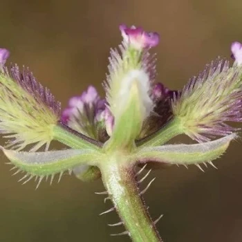 بذر ماستونک 5 عددی