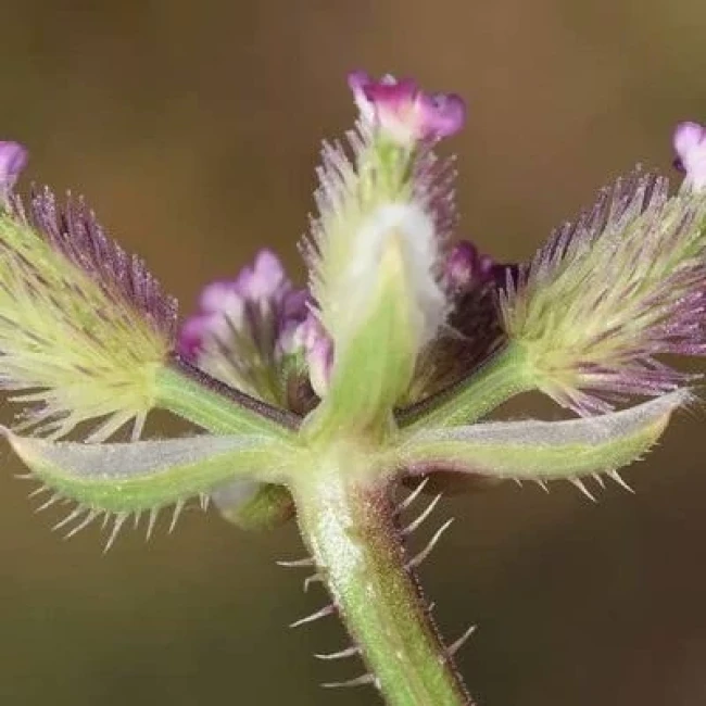بذر ماستونک 5 عددی