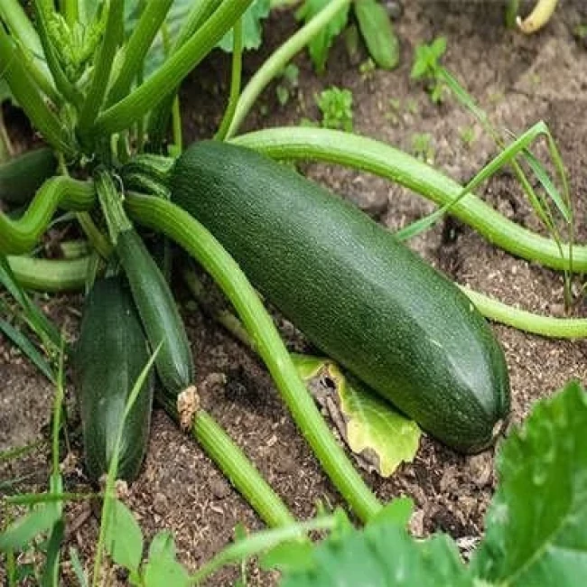 بذر کدو خورشتی سبز 5 عددی