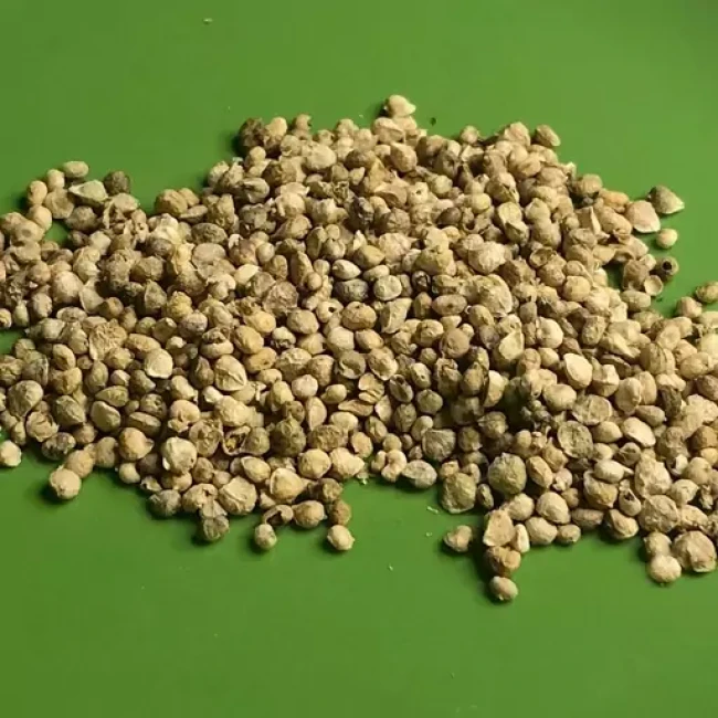 بذر اسفناج بی تیغ 20 گرمی