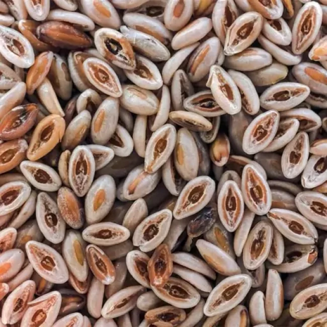 بذر اسفرزه 1  گرمی