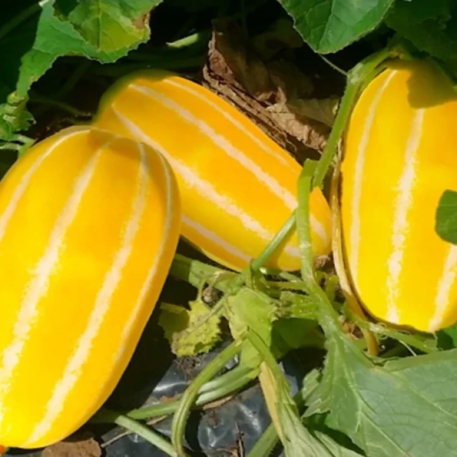 بذر خربزه کره ای  5 عددی
