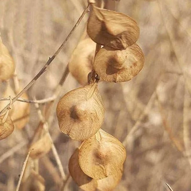 بذر شب بوی بیابانی 5 عددی