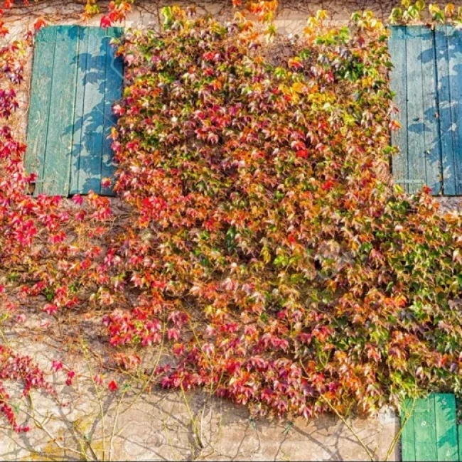 بذر موچسب 5 عددی 