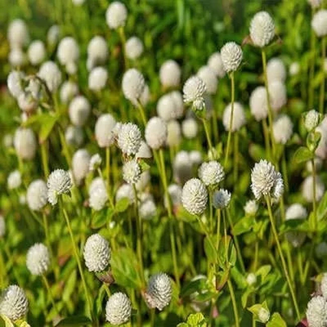 بذر گل تکمه ای پا کوتاه سفید 1 گرمی