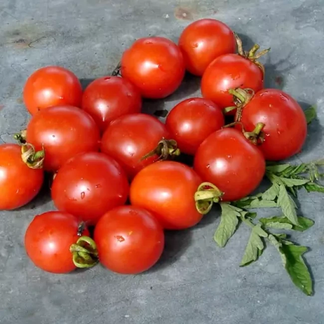 بذر گوجه گیلاسی خوشه ای ریز 20 عددی 