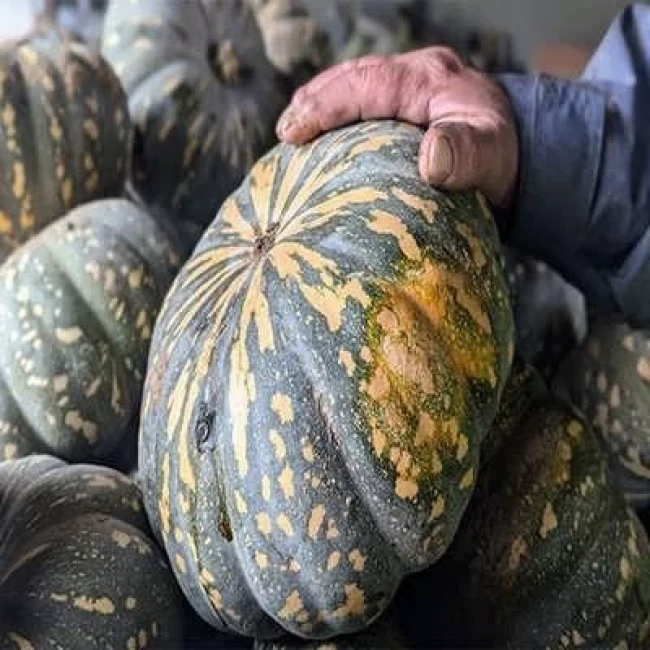 بذر کدو تنبل ببری گرد 5 عددی