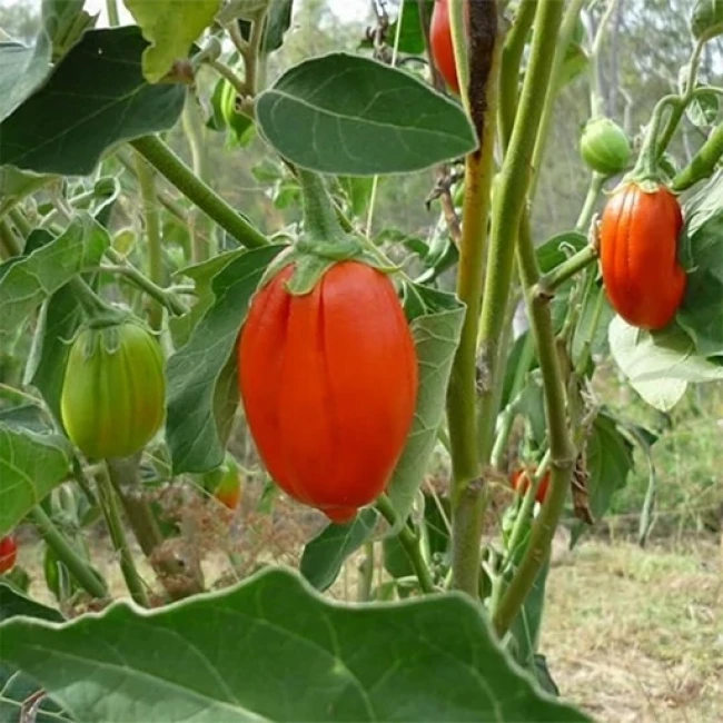 بذر بادمجان قرمز 10 عددی 