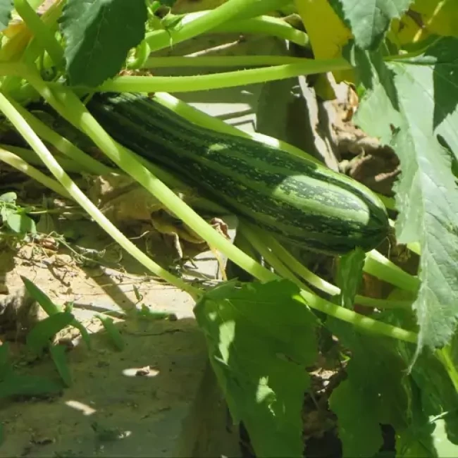 بذر کدو تنبل سبوی دار کاساوو 5 عددی 