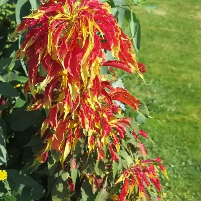 بذر گل آمارانتوس ابلق 1 گرم 