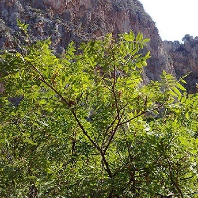 بذر سماق کوهی 10 عددی