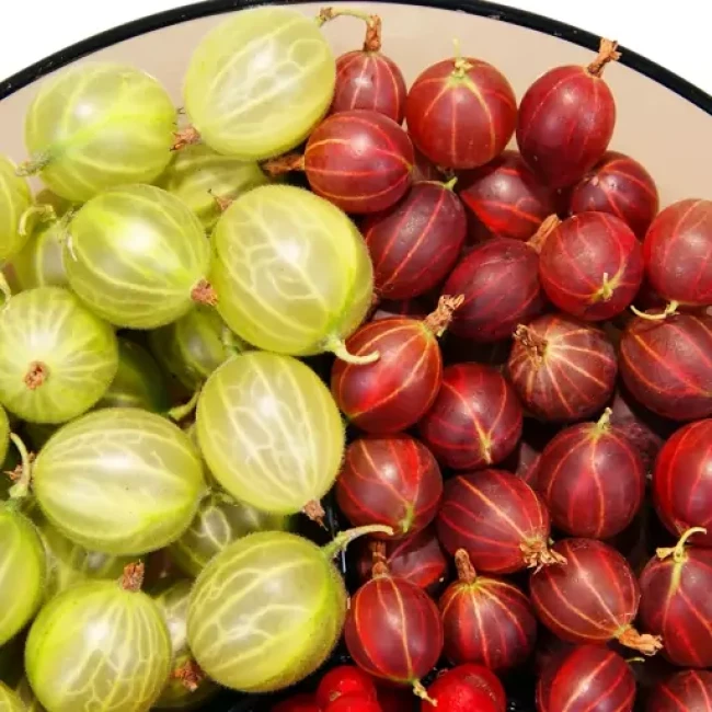 بذر گوس بری بنفش 5 عددی 