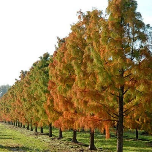بذر سرو دارتالاب 10 عددی