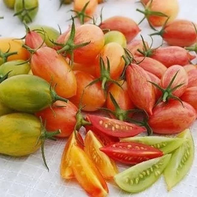 بذر گوجه زیتونی ببری میکس 25 عددی