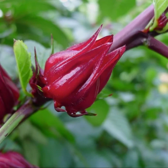 بذر چای ترش 1 گرم 