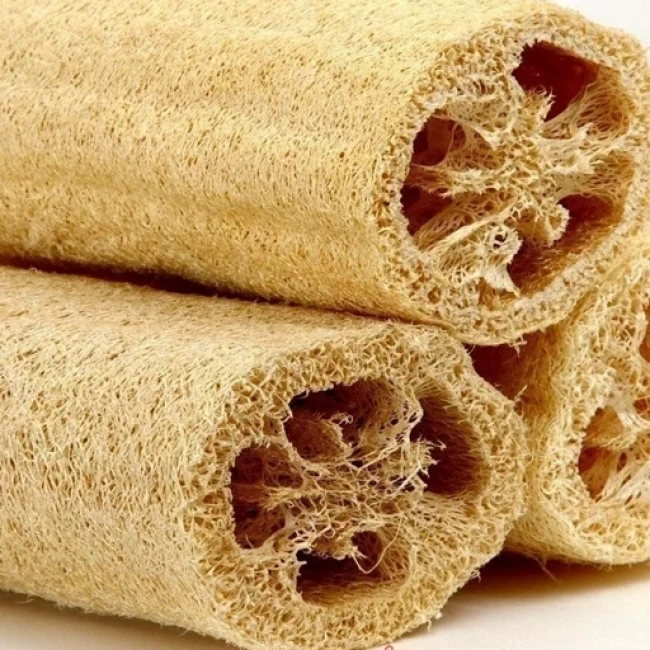 بذر گیاه لوفا (لیف طبیعی)5 عددی 