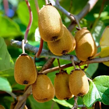 بذر کیوی سبز 20 عددی 