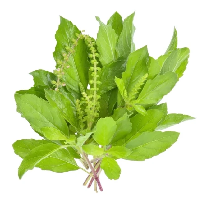 بذر ریحان تایلندی کاپرائو یا ریحان مقدس 50 عددی 