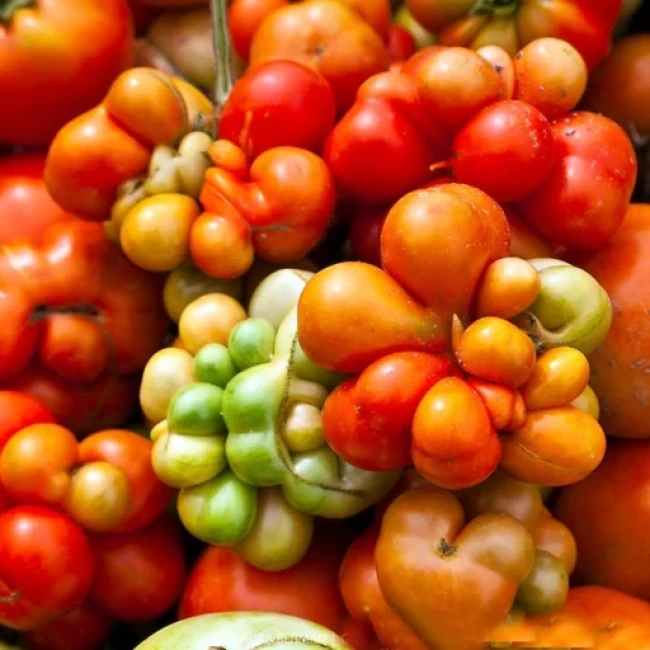 بذر گوجه فرنگی مسافرین10 عددی