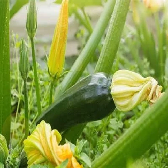 بذر کدو خورشتی سبز 5 عددی