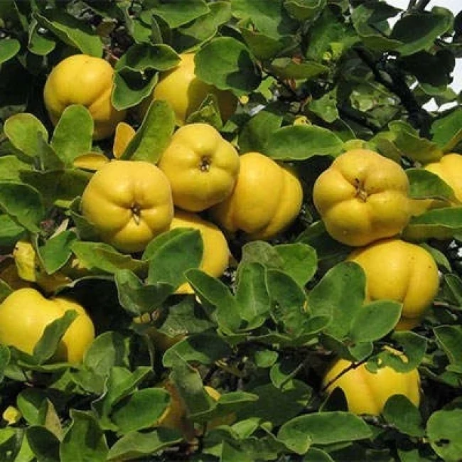 بذر به دانه 10 عددی