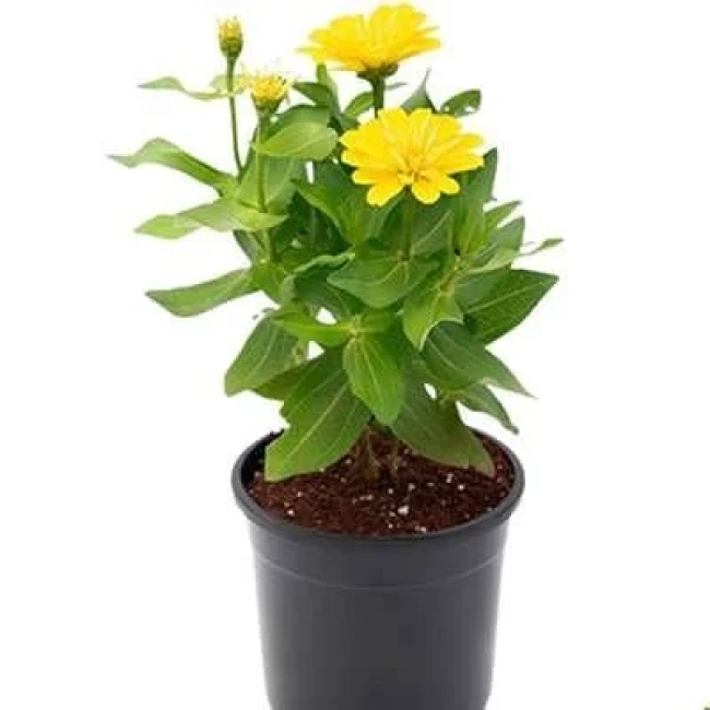 بذر گل نازآفتابی پرپر زرد (گلدانی) 1 گرمی