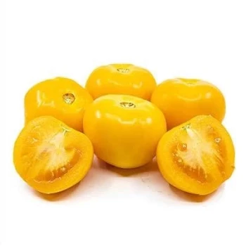 بذر گوجه فرنگی غول پیکر زرد بلژیکی 25 عددی