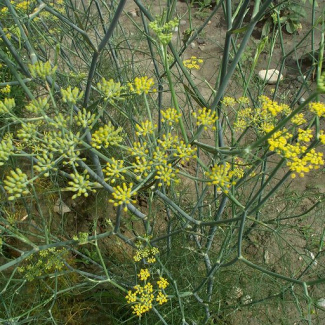بذر زیره سبز 1 گرم 