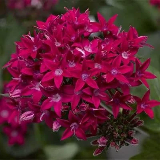 بذر گل ستاره ای پابلند پرگل قرمز 1 گرمی