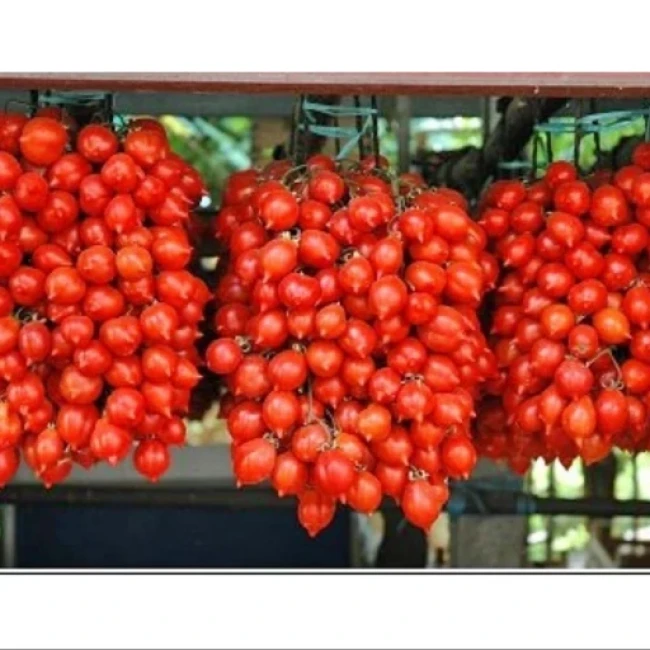 بذر گوجه گیلاسی قرمز فیاسچتو 20 عددی 