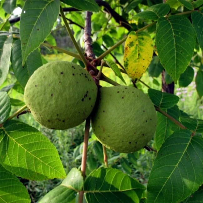 بذر گردو سوزنی 3 عددی