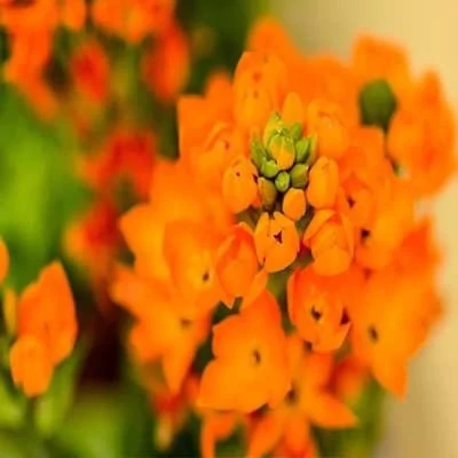 بذر گل ستاره ای پابلند پرگل نارنجی 1 گرمی