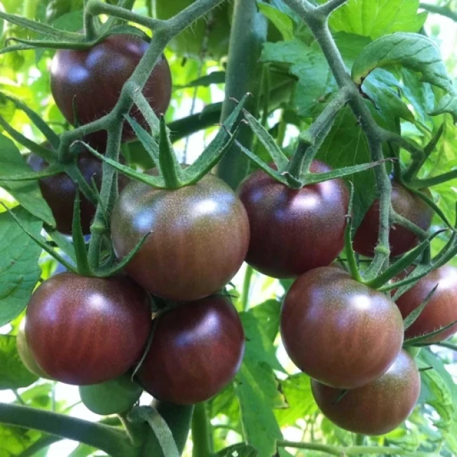 بذر گوجه گیلاسی روسی 10 عددی 