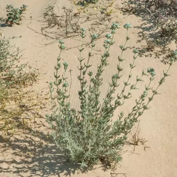 بذر مریم نخودی طناز (کلپوره) 1 گرم 