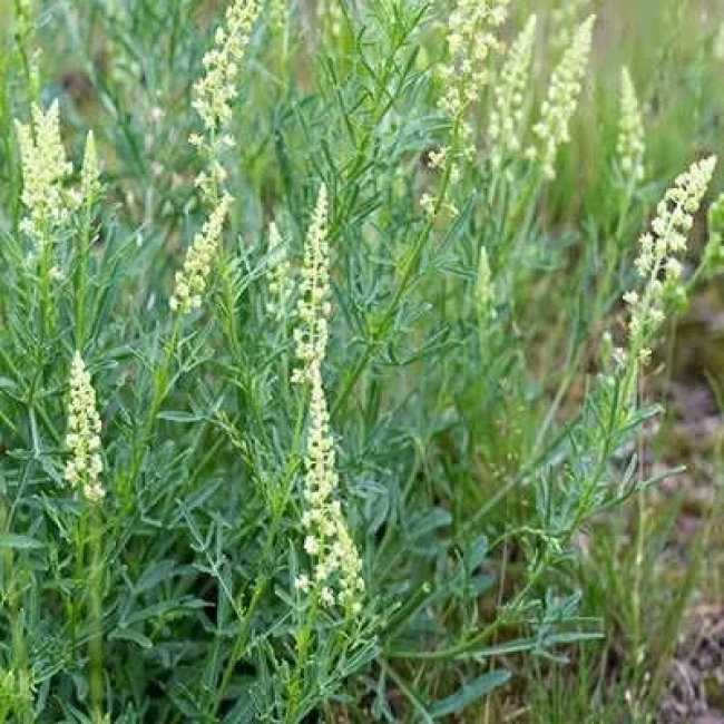بذر اسپرک 20 عددی
