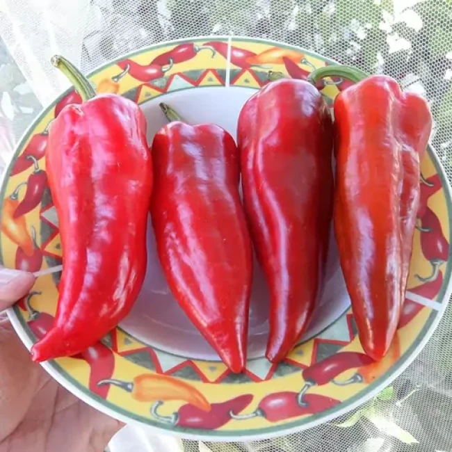 بذر فلفل دلمه ای قرمز ایتالیایی (فلفل کبابی) 10 عددی