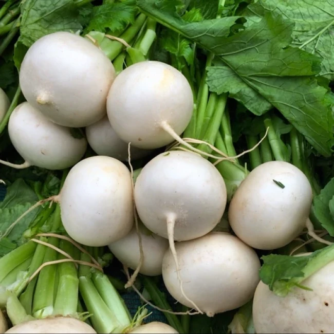 بذر ترب سفید گرد 1 گرم 