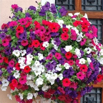 بذر گل اطلسی بالکنی پابلند میکس 40 عددی