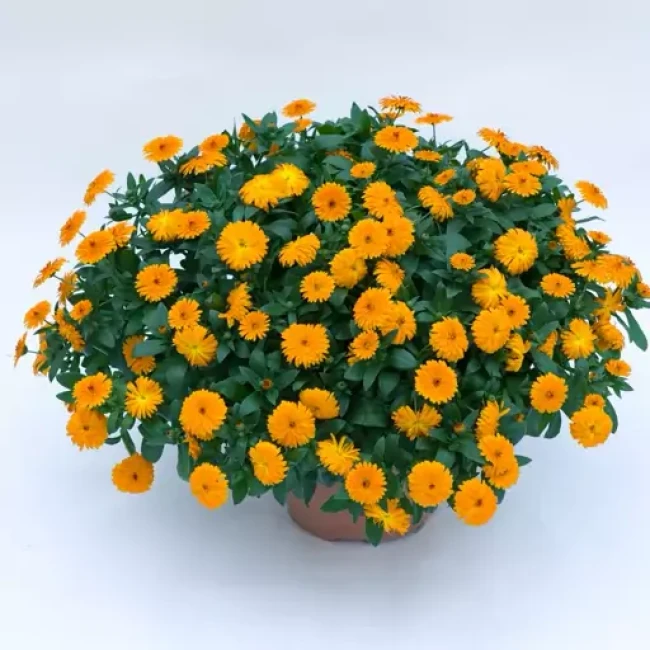 بذر گل همیشه بهار زرد و نارنجی 1 گرم