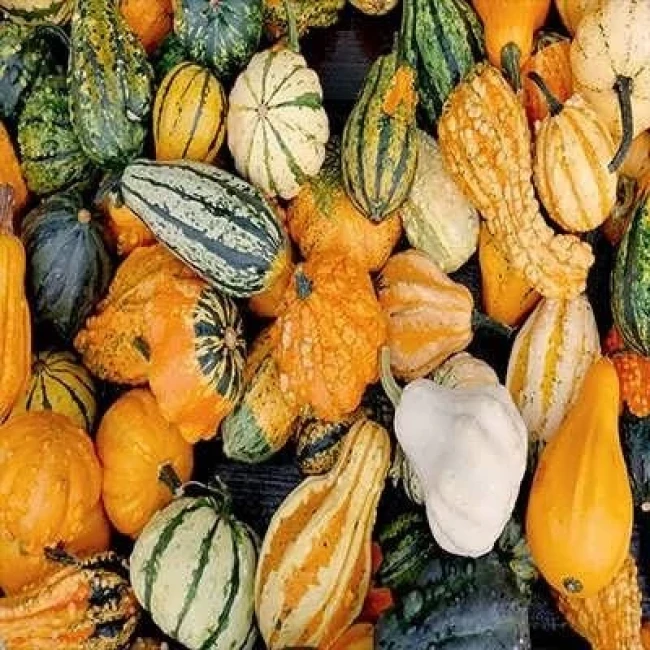 بذر کدو خورشتی میکس 8 عددی