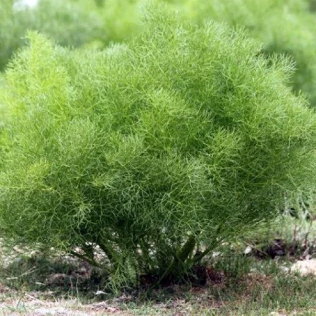 بذر چویل 1 گرمی