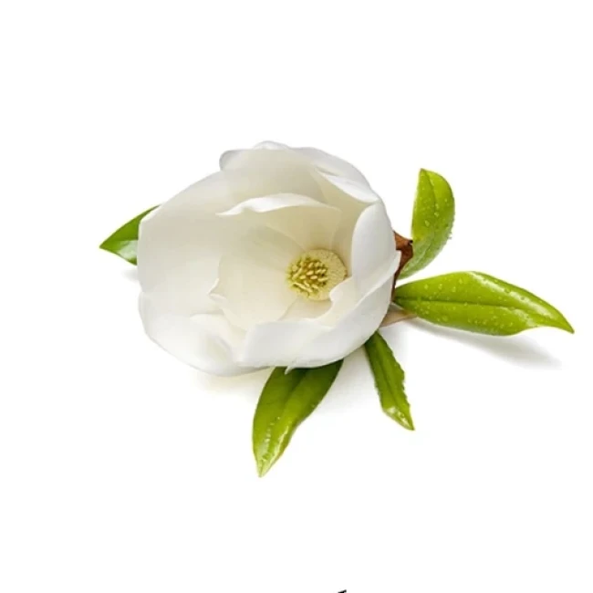 بذر مگنولیا سفید 2 عددی 