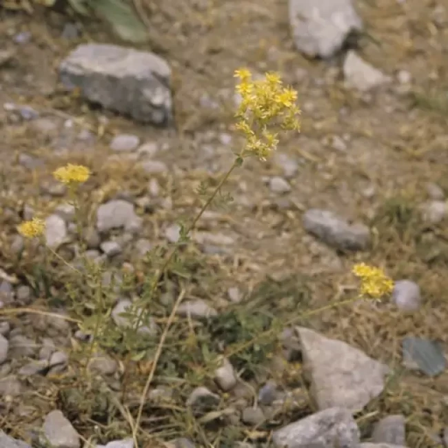 بذر علف چای اسکبروم 1 گرم 