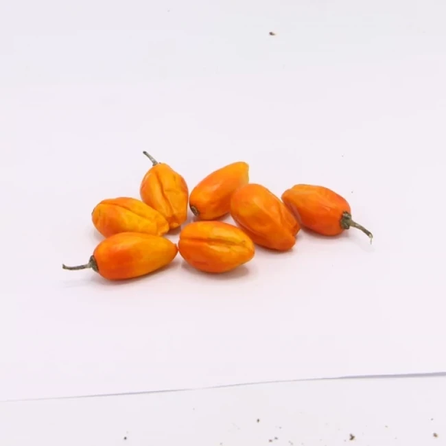 بذر بادمجان فرانسوی 10 عددی 