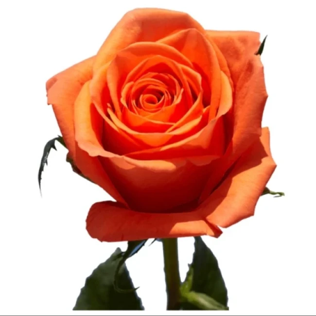 بذر رز نارنجی 5 عددی 