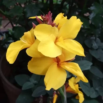 بذر گل اختر زرد 10 عددی