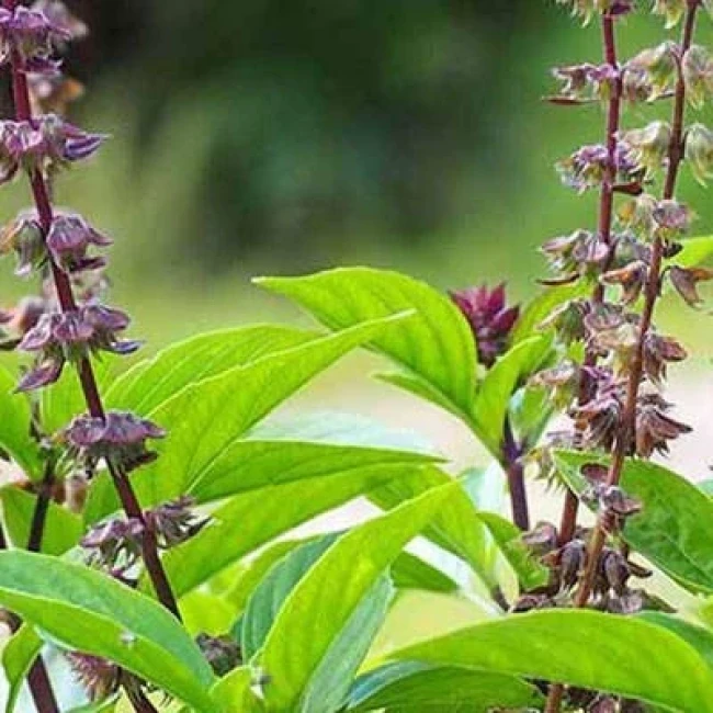 بذر ریحان گرمسیری 10 عددی